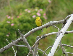 Emberiza citrinella caliginosa