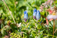 Gentiana platypetala