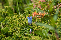 Gentiana platypetala