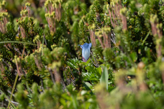 Gentiana platypetala