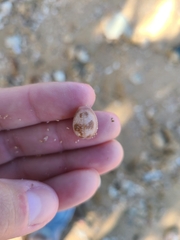 Littorinimorpha