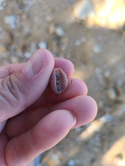 Littorinimorpha