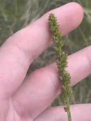 Carex incomitata
