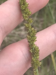 Carex incomitata