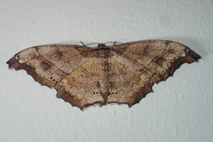 Hyposidra infixaria