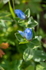 Gentiana platypetala
