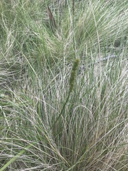 Carex incomitata