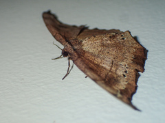 Hyposidra infixaria
