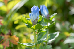 Gentiana platypetala