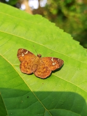 Pseudocoladenia
