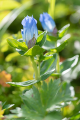 Gentiana platypetala