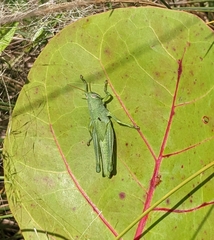 Schistocerca serialis cubense