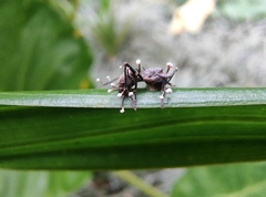 Myrmhopla