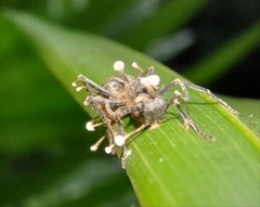 Myrmhopla