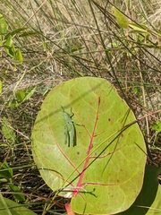 Schistocerca serialis cubense