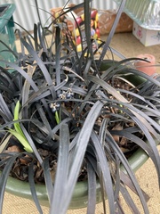 Ophiopogon planiscapus