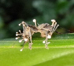 Myrmhopla