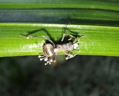 Myrmhopla