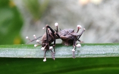 Myrmhopla