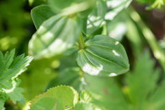 Gentiana platypetala