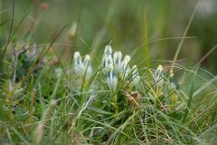 Gentiana algida