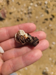 Vermetoidea