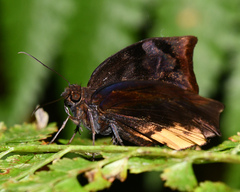 Achlyodes busirus