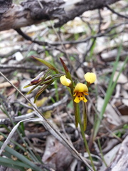 Diuris palustris