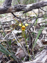Diuris palustris