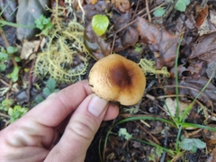 Verrucosporaceae