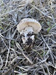 Saproamanita pruittii