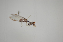 Dicromantispa interrupta