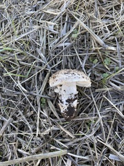Saproamanita pruittii