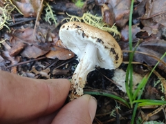 Verrucosporaceae