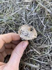 Saproamanita pruittii