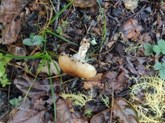 Verrucosporaceae
