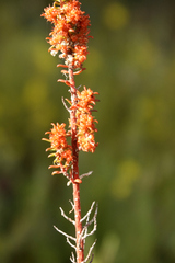 Gyrostemon australasicus