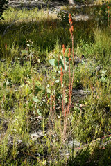Gyrostemon australasicus