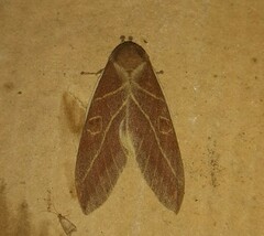 Leucanella