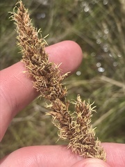 Carex tereticaulis
