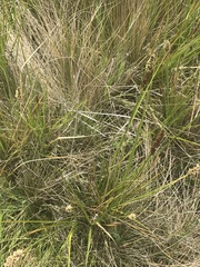 Carex tereticaulis