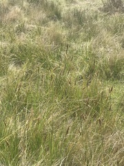 Carex tereticaulis