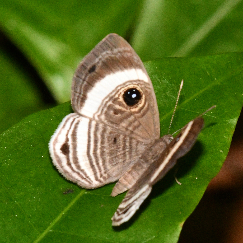 Mesosemia luperca