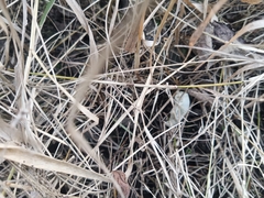 Sciuromorpha