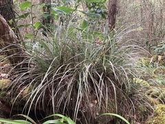 Astelia argyrocoma