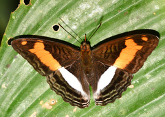 Adelpha jordani