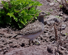 Thinocorus orbignyianus