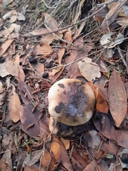 Gomphidius oregonensis