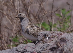 Thinocorus orbignyianus