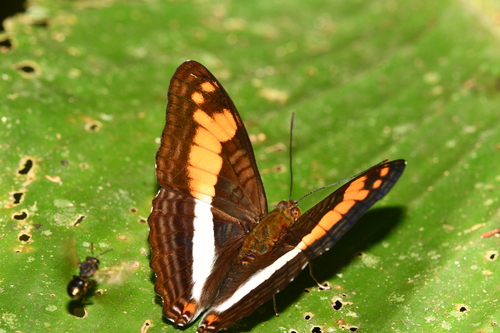 Adelpha delinita